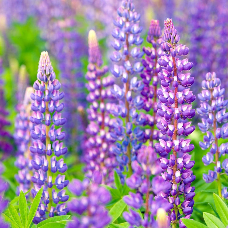 Lupine Popsicle Blue Seeds for Vibrant Lupine Flowers