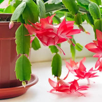 Peach Zygocactus Truncatus Flower seeds for Planting - Easy to Grow, Heirloom & GMO Free Seeds for Home Garden