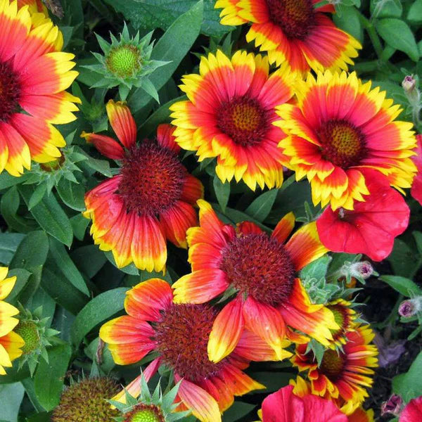 Heirloom Gaillardia Aristata Flower seeds for Planting Bright Blooms Heirloom & GMO Free Seeds for Home Garden