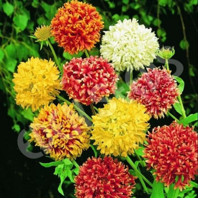 100 Pcs