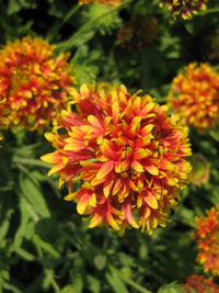 Gaillardia Decke Seeds for Bright, Cheerful Gaillardia Flowers