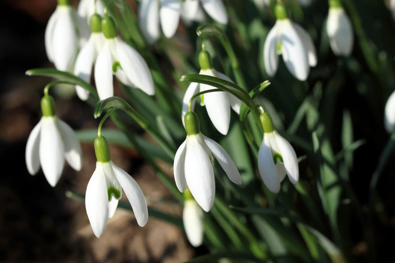 Snowdrop Flower Flower seeds for Planting - Colorful Display, Heirloom & GMO Free Seeds for Home Garden