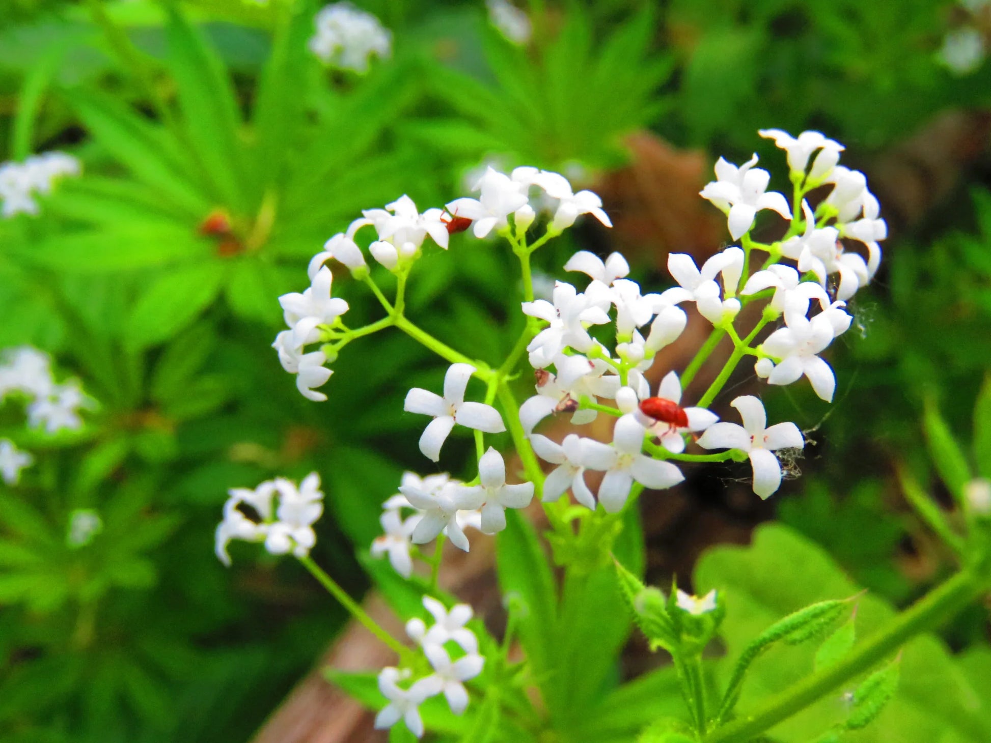 Galium odoratum flower seeds suitable for raised beds and containers.