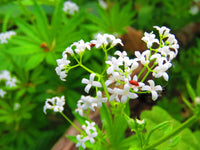 Galium odoratum flower seeds suitable for raised beds and containers.