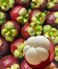 Garcinia mangostana seeds suitable for backyard orchards and large containers.