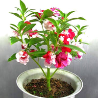 Balsam Red and White Flowers in Garden Bed