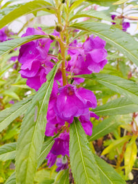 Garden Balsamine Violet Seeds – Easy to Grow Annual Flowers