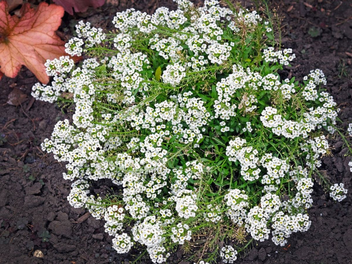 Alyssum Flowers in Garden Borders