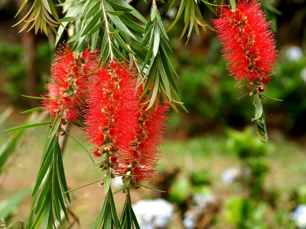 Bottle Brush Melaleuca Flowers in Garden Borders