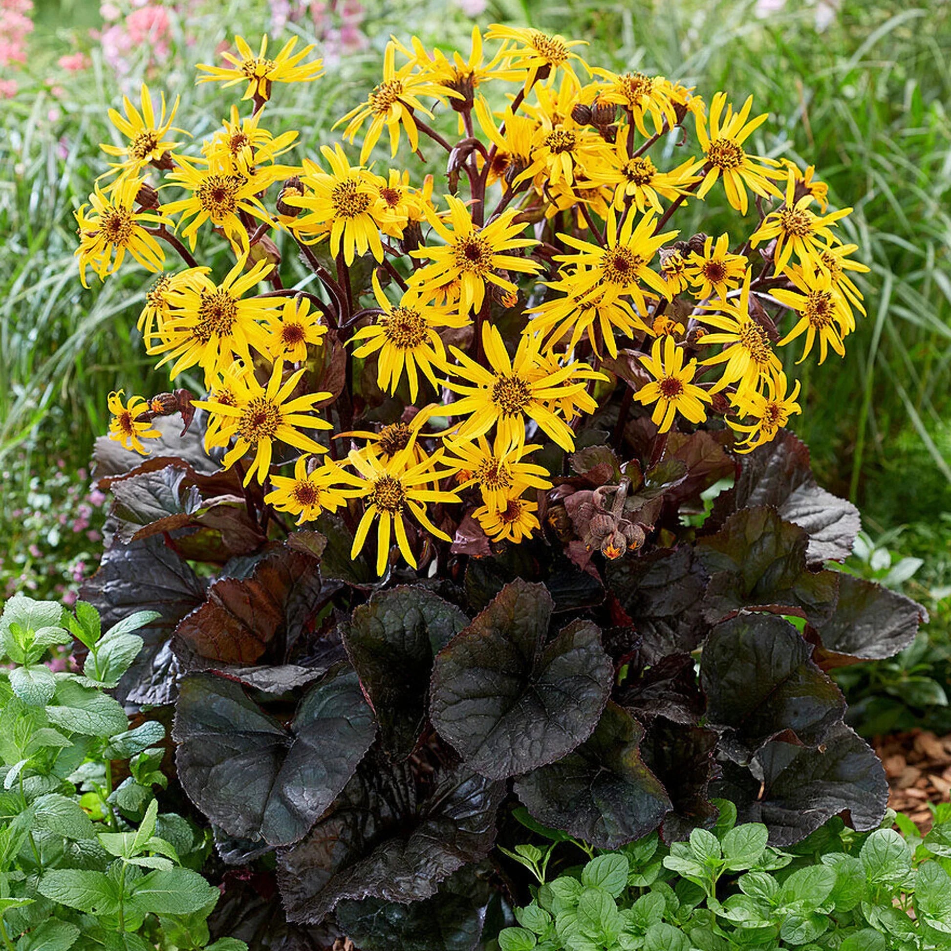 Britt-Marie Crawford Plants in Garden Borders