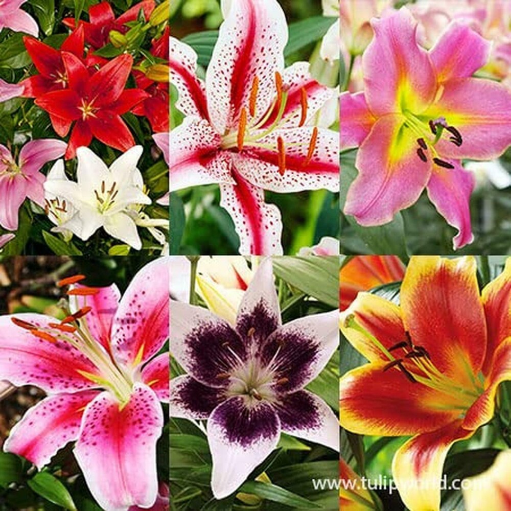Mixed Colors Daylily Flowers in Garden Borders