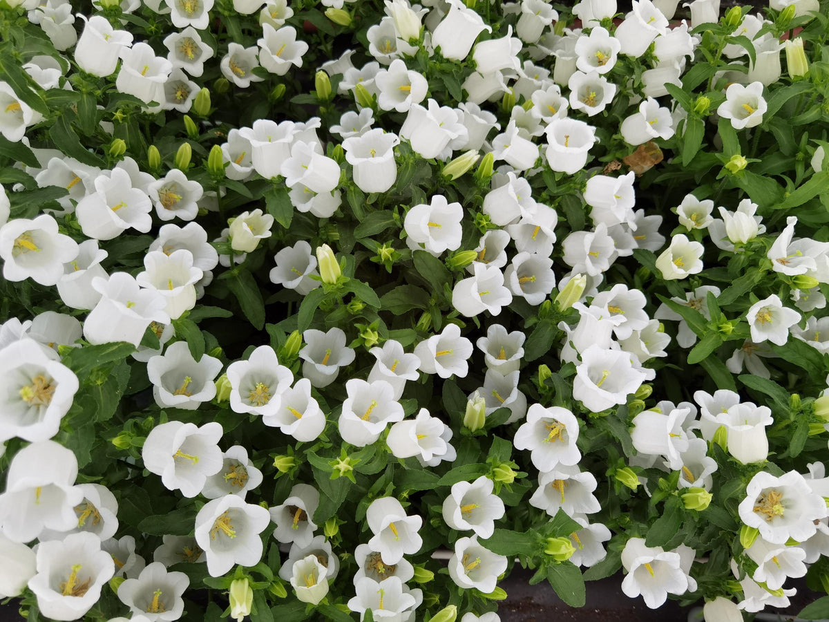 White Canterbury Bells Flowers in Garden Borders