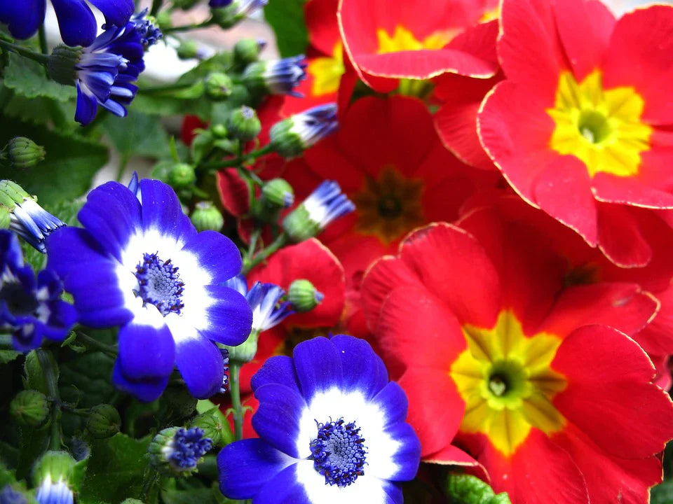 Garden Cineraria Flower Seeds
