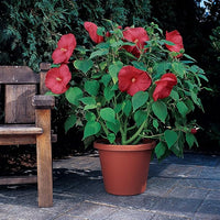 Cranberry Hibiscus Growing in Garden