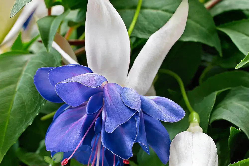 Ornamental Blue Fuchsia Planting Seeds