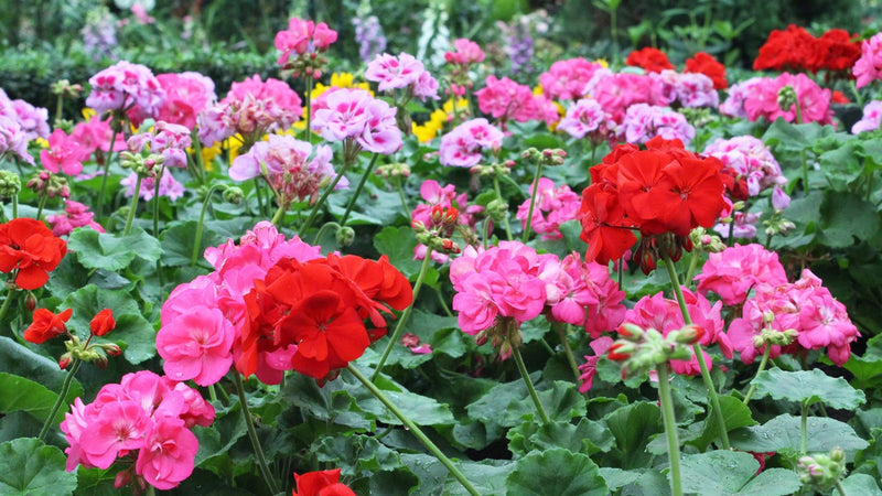 Geranium Pelargonium Flower seeds for Planting Sun Loving Heirloom & GMO Free Seeds for Home Garden