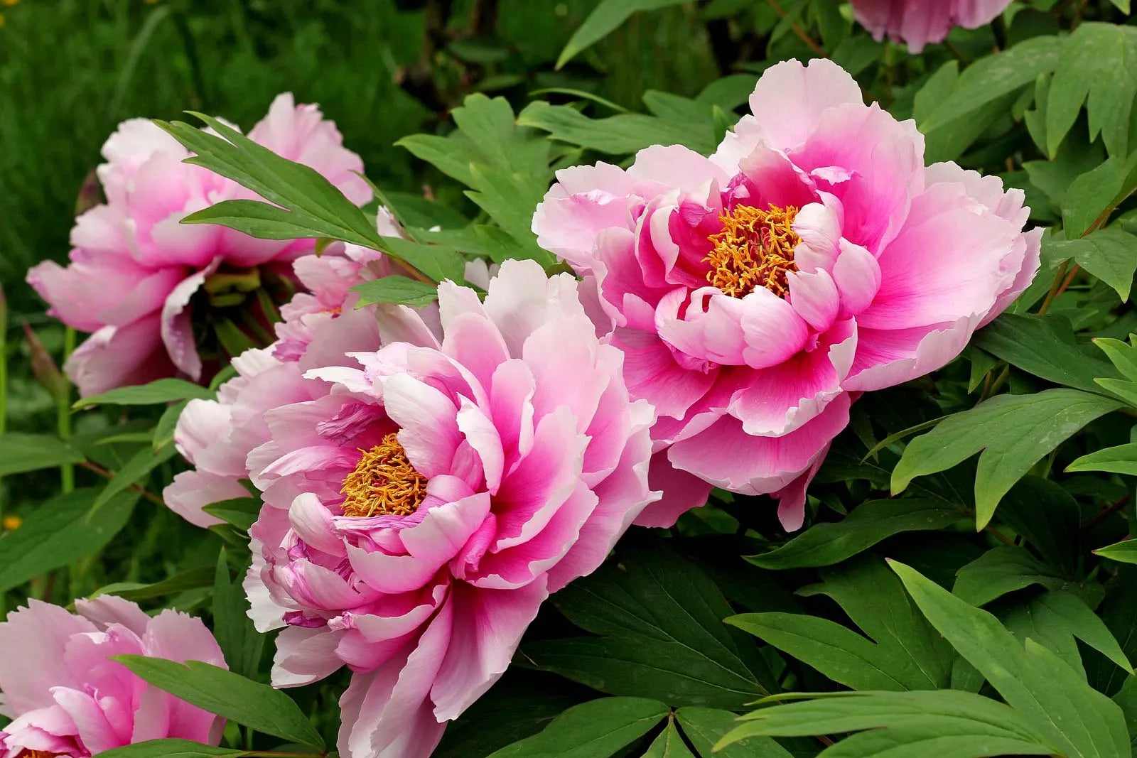 Peony Paeonia officinalis Seeds for Planting in Flower Bed and Urban Garden