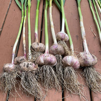 Garlic bulb planting material for home vegetable garden