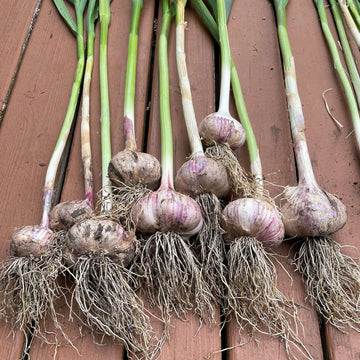 Garlic bulb planting material for home vegetable garden