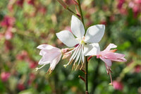 Gaura Seeds for Planting Gaura Lindheimeri flower bed wildflower garden