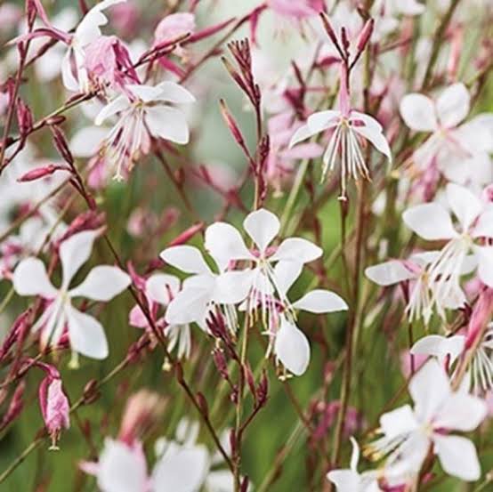 Gaura Lindheimeri The Bride flower seeds with elegant white butterfly-like blooms.