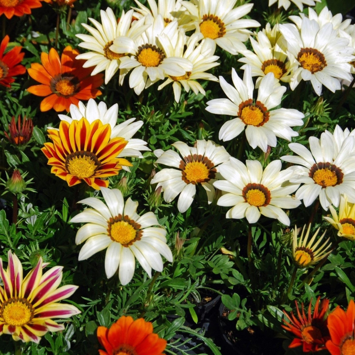 Gazania rigens flower seeds suitable for home gardens and borders.