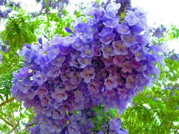 Jacaranda Flower Seeds for Planting  Create a Vibrant Garden