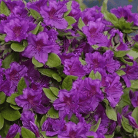 Geisha Purple Azalea ornamental garden plant