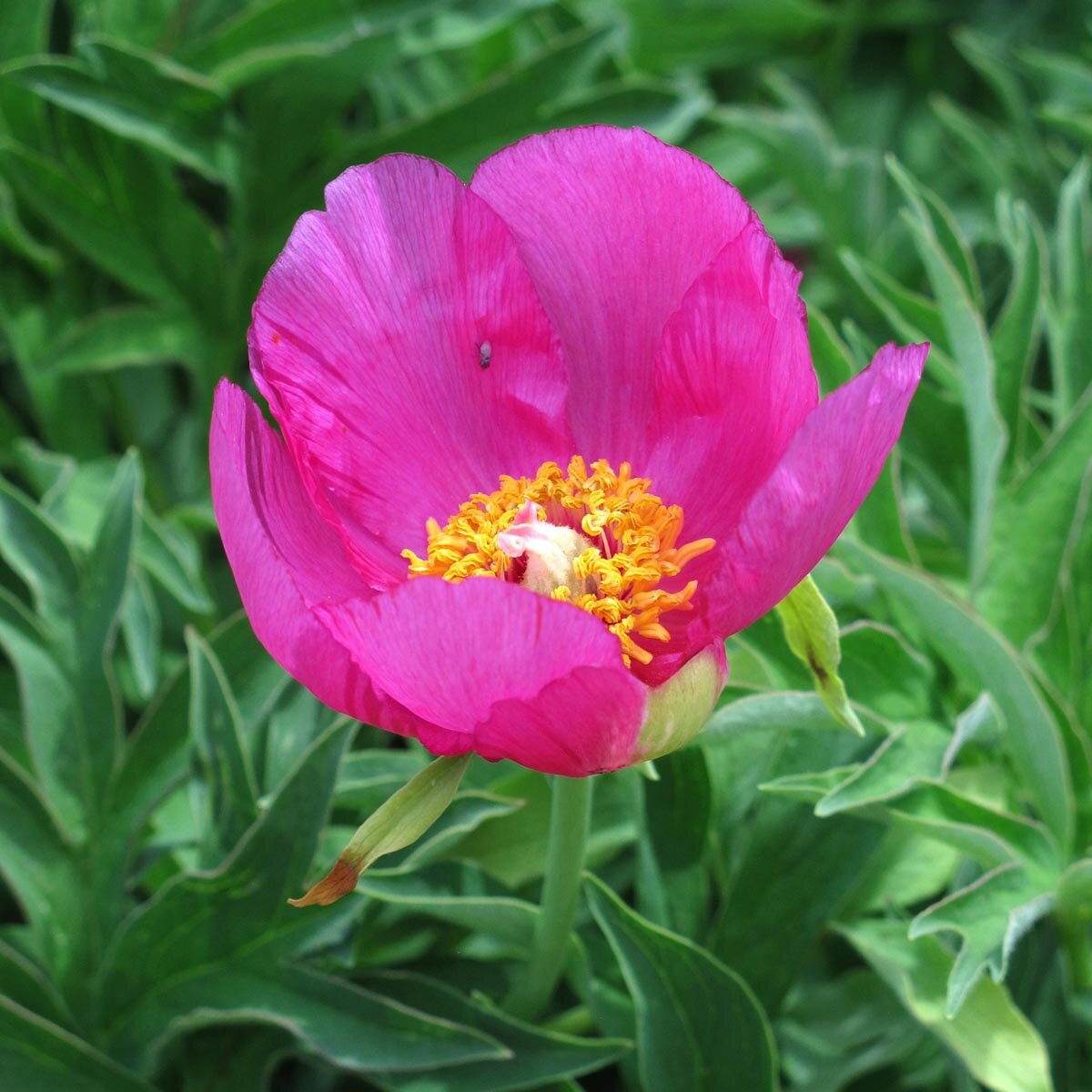 Peony Paeonia officinalis Seeds for Planting in Flower Bed and Urban Garden