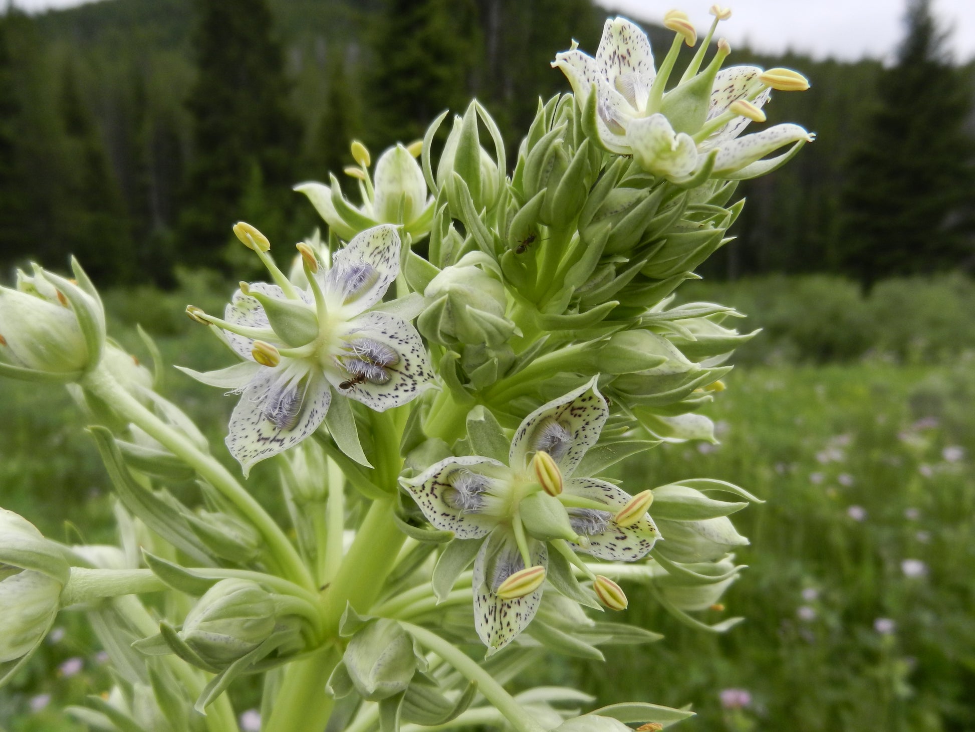 Green Gentian Flower Seeds for Planting Vibrant Colors Heirloom & GMO Free Seeds for Home Garden
 
 Sale