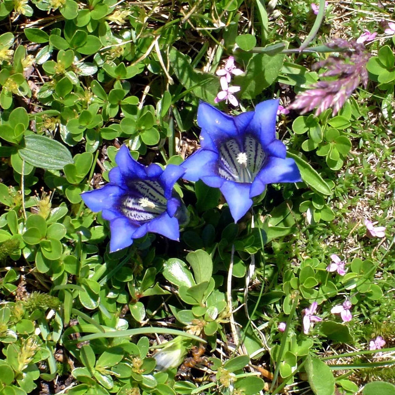 Blue Gentiana Acaulis Flower seeds for Planting - Garden Favorite, Heirloom & GMO Free Seeds for Home Garden