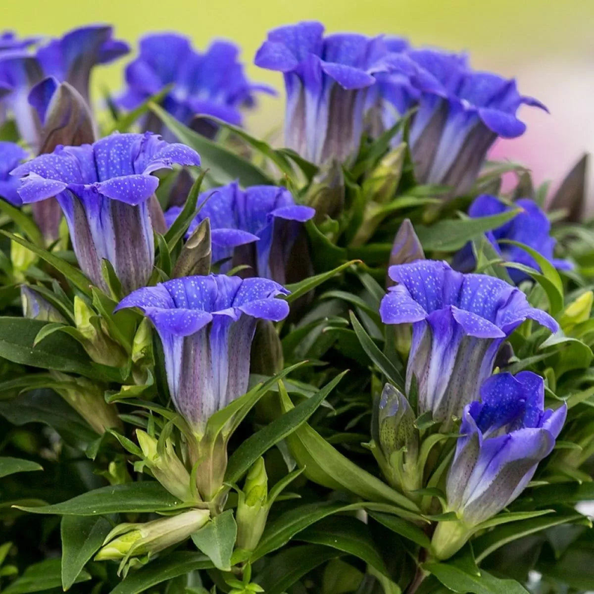 Gentiana Flower seeds for Planting Easy to Grow Heirloom & GMO Free Seeds for Home Garden