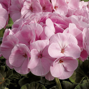 Geranium Pale Pink Flower seeds for Planting - Low Maintenance, Heirloom & GMO Free Seeds for Home Garden