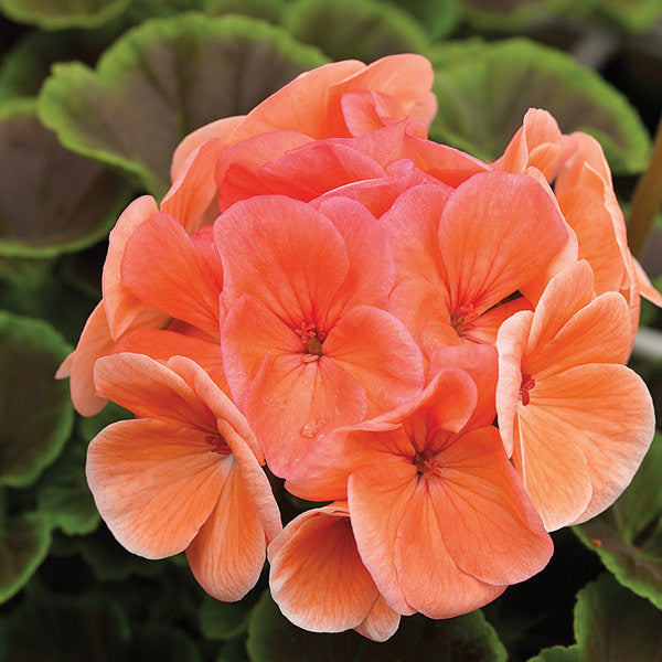 Peach Geranium Flower seeds for Planting Vibrant Colors Heirloom & GMO Free Seeds for Home Garden 
 
 Sale