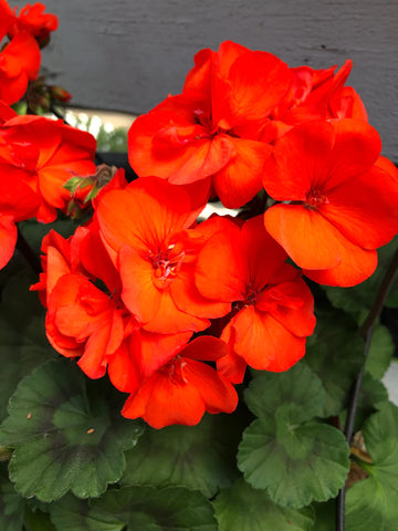 Orange Red Geranium Flower Seeds for Planting Seasonal Bloomer Heirloom & GMO Free Seeds for Home Garden
 
 Sale