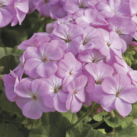 Lavender Geranium Flower seeds for Planting - Hardy Variety, Heirloom & GMO Free Seeds for Home Garden