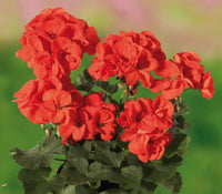 Orange Geranium flowers growing in pots