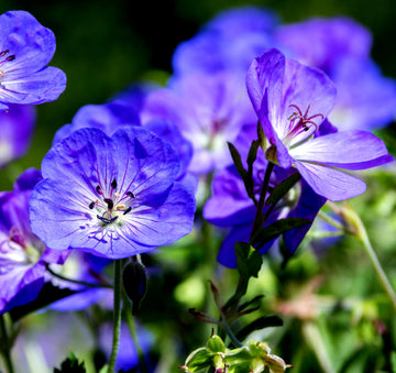 Geranium 'Rozanne' flower seeds for planting in home gardens and borders.