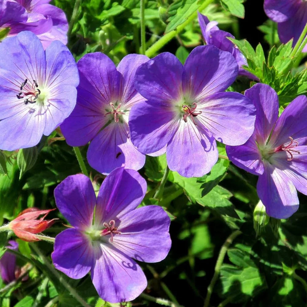 Geranium 'Rozanne' ornamental flower seeds for cottage gardens and ground cover.