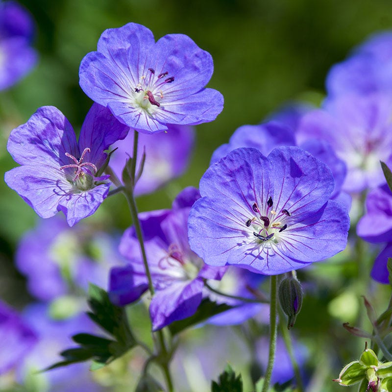 Geranium 'Rozanne' perennial flower seeds suitable for raised beds and containers.