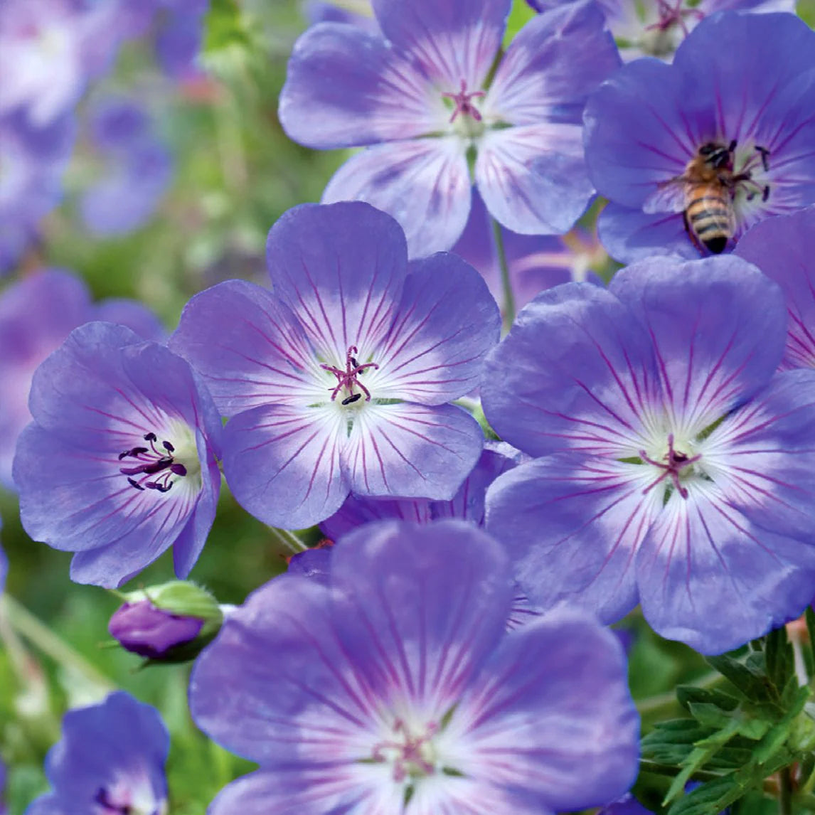 Geranium Rozanne Flower seeds for Planting - Cottage Garden Essential, Heirloom & GMO Free Seeds for Home Garden