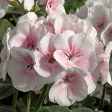 Light Pink Univalve Geranium Flower seeds for Planting - Vibrant Colors, Heirloom & GMO Free Seeds for Home Garden