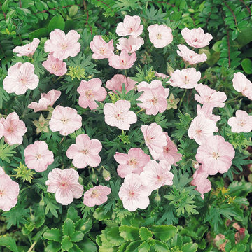 Light Pink Perennial Flower Seeds for Planting Vibrant Colors Heirloom & GMO Free Seeds for Home Garden
 
 Sale