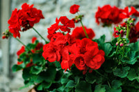Geranium Flower seeds for Planting Vibrant Colors Heirloom & GMO Free Seeds for Home Garden