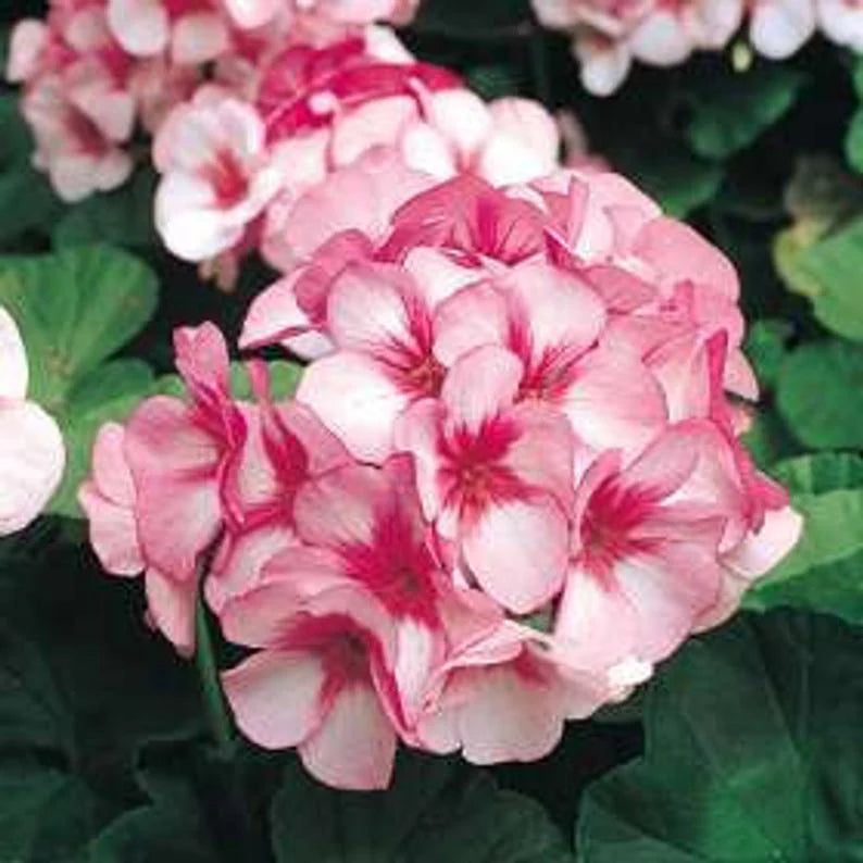 Pink Red Geranium Flower Seeds for Planting Compact Growth Heirloom & GMO Free Seeds for Home Garden
 
 Sale