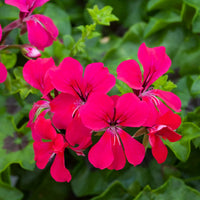 Pink Pelargonium Peltatum Flower Seeds for Planting Easy to Grow Heirloom & GMO Free Seeds for Home Garden
 
 Sale