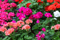 Mixed Regal Pelargonium Flower seeds for Planting - Cottage Garden Essential, Heirloom & GMO Free Seeds for Home Garden