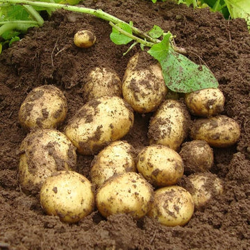 German Butterball Potato Golden Vegetable Seeds for Planting
