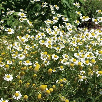 Heirloom German Chamomile flowers growing in a sunny garden