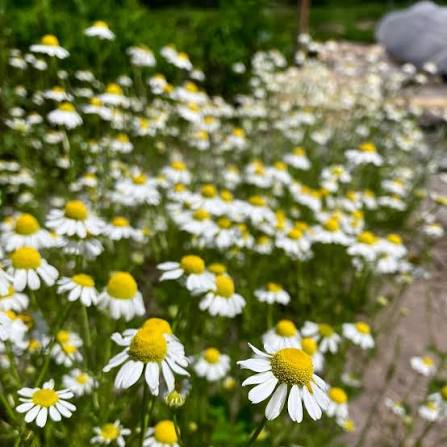 German Chamomile seeds for home herb garden planting